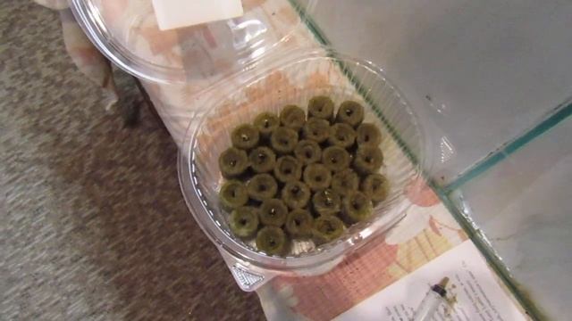 минераловатные пробки для рассады и укоренения чубучков