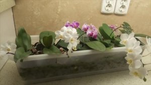 МИНИ ФАЛЕНОПСИСЫ ГРУППОВАЯ ПОСАДКА МИНИ ОРХИДЕЙ, полив, подсветка