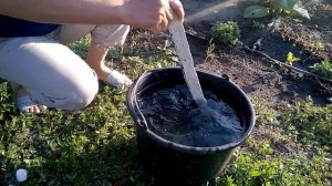 Хризантемы зацветают рано.Кальциевая селитра в помощь.Chrysanthemums bloom early. Calcium nitrate.