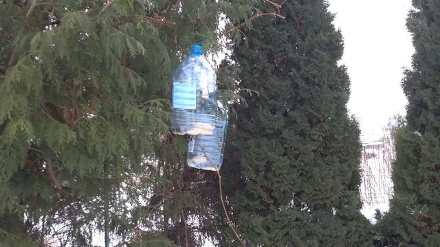 Повесили кормушки для птиц Синички прилетают в сильный мороз и холод смотреть онлайн