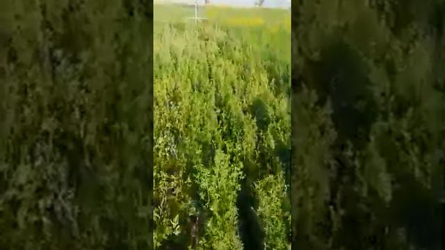 дождевальная машина барабанного типа JP50-200 в работе 2021 год Казахстан. Алматинская область смотреть онлайн