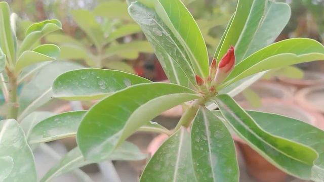 Beautiful Adenium plant care# October main kis trah plant ki care kre our paye dero phool смотреть онлайн