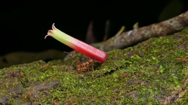 Leafcutter ant, Atta sp. carrying the corolla tube of an Ericaceae for its colony's fungus garden. смотреть онлайн