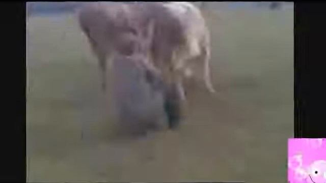 Видео Подборка Приколов с Животными 50 Кошки Собаки Смешные Животные 2014 смотреть онлайн