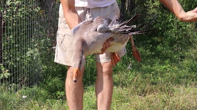 ИТОГИ ЛЕТА: НАШЕ ВЕСЁЛОЕ ХОЗЯЙСТВО. ПТИЦА! смотреть онлайн