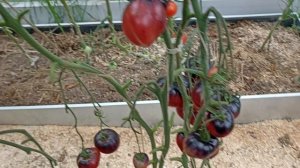 Томат дикий Фред 16