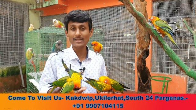 Manka Finally Got Her Eye-opening New Mate / Surprising Tame Talking Birds In My Exotic Bird Farm. смотреть онлайн