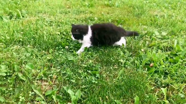 Шотландский хайленд страйт, 52 дня, окрас черно белый биколор смотреть онлайн