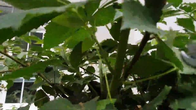 ЛЕТНЯЯ ОБРЕЗКА ЕЖЕВИКИ. смотреть онлайн