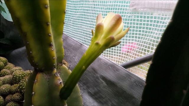 Cereus jamacaru blooming for the first time in my captivity смотреть онлайн
