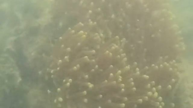 Sea Anemone In Langkawi