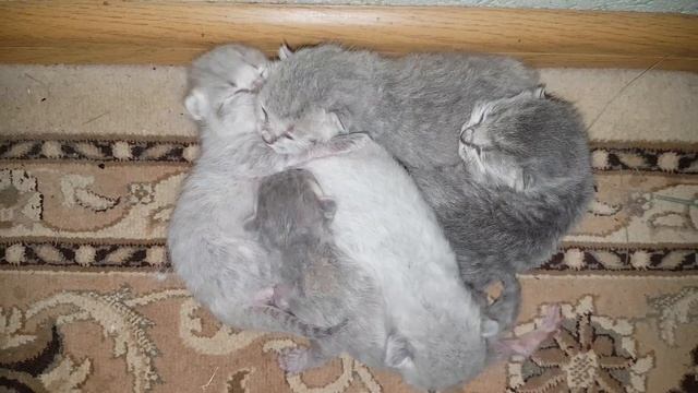 НОВОРОЖДЕННЫЕ КОТЯТА МЯУКАЮТ И ЗОВУТ МАМУ КОШКУ. Самый милый котенок. смотреть онлайн