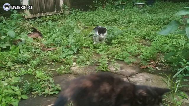 Cute Kittens Playing Fighting in the Park смотреть онлайн