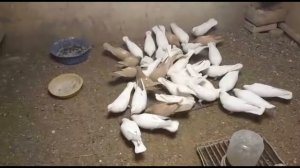 БЕЛЫЕ И ЖЕЛТЫЕ БАКИНСКИЕ ГОЛУБИ РИФА БАШИРОВА