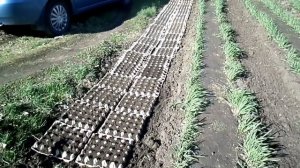 Восточный Казахстан  Выращивание моркови в  яичных контейнерах