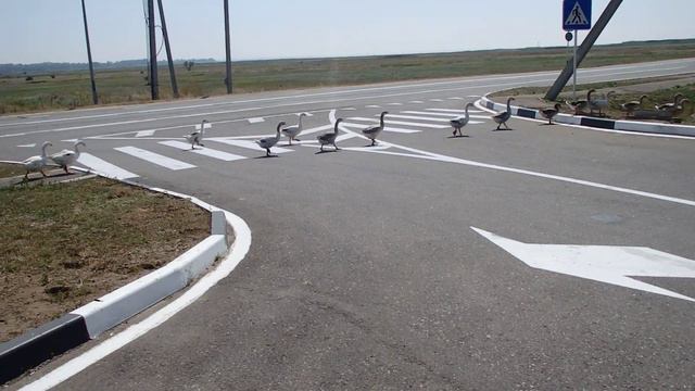 Дисциплинированные краснодарские гуси смотреть онлайн