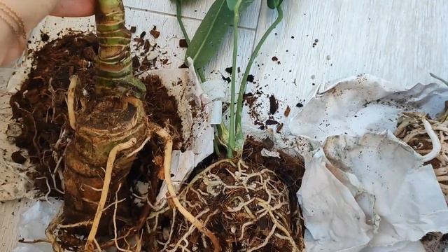 Новинки комнатных растений из Эквадора. Распаковка смотреть онлайн