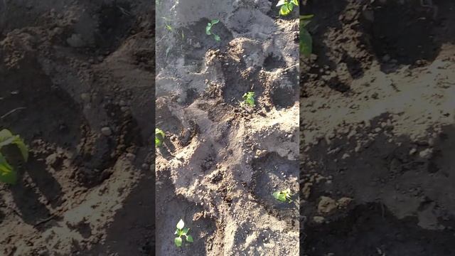 #дача #томаты #перец Высадила в ОГ ????️?️?️ смотреть онлайн