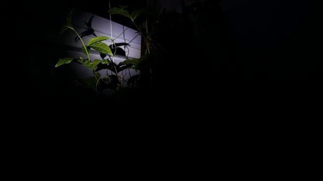 Passiflora edulis Maracuja 9 Tage timelaps смотреть онлайн