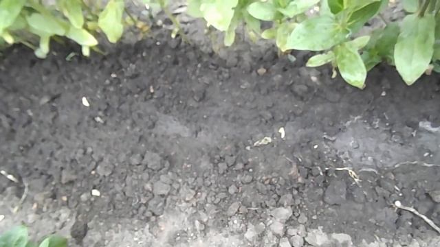 НЕ ПРОПУСТИТЕ!!! ПОСАДКА ТУРЕЦКОЙ ГВОЗДИКИ В ОТКРЫТЫЙ ГРУНТ. смотреть онлайн