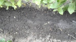 НЕ ПРОПУСТИТЕ!!! ПОСАДКА ТУРЕЦКОЙ ГВОЗДИКИ В ОТКРЫТЫЙ ГРУНТ.