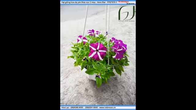 Hạt giống hoa dạ yên thảo Mix ( mới) смотреть онлайн