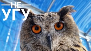 Яркое утро. Кот телепортировался в шкаф, сова Ёль сидит на жопоньке и негодует на собаку