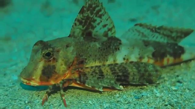 Морская Малиновка смотреть онлайн