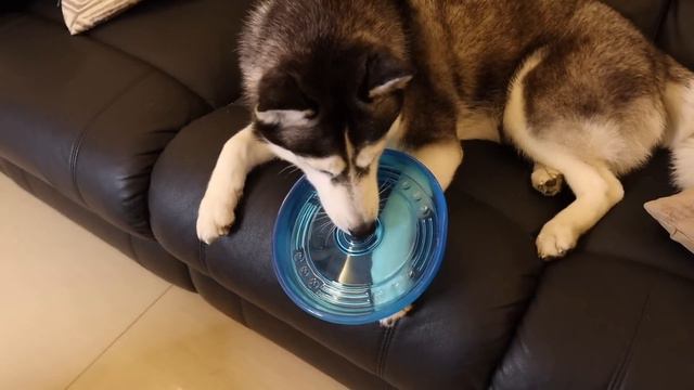 PET WAREHOUSE HAUL UNBOXING + TESTING смотреть онлайн