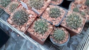 Привитые кактусы. Немного о прививках.  Зачем они мне ?