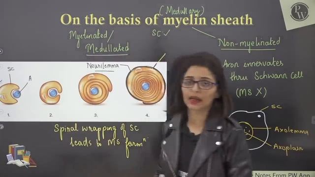 Nervous Control & Coordination 01 | Cells of Nervous System & NerveI Impulse Conduction | 11 | NEET смотреть онлайн