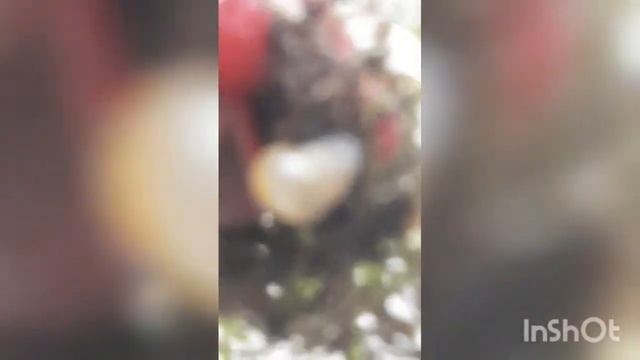 как правильно ухаживать за маленькими улитками, улитята#ахатина #улика #улитка смотреть онлайн