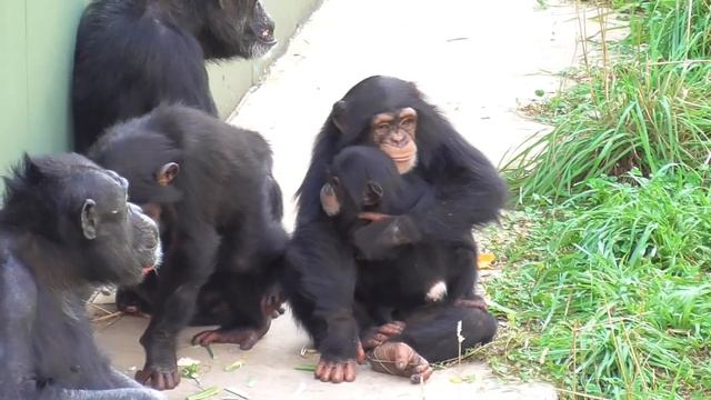 My sister's love was so strong that I cried uncontrollably, baby chimpanzee. Twin sisters & Yotsuba смотреть онлайн