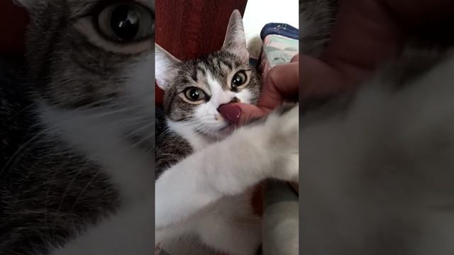 Маркизу год. Очень добрый, ласковый котик ищет дом! Г. Домодедово Московская обл. смотреть онлайн