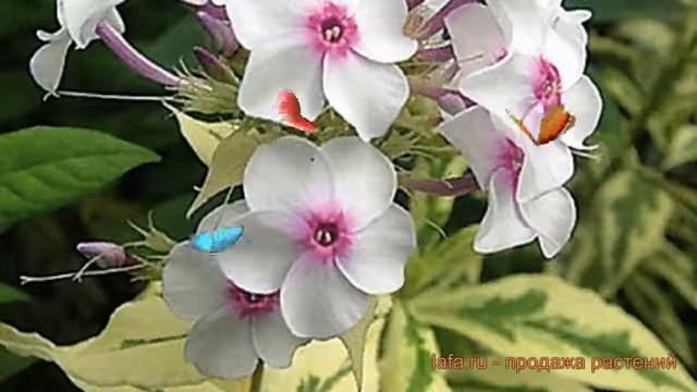 Флокс метельчатый Дарвинс Джойс (darwin's joice) ? обзор: как сажать, саженцы флокса Дарвинс Джойс смотреть онлайн