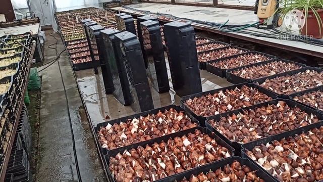 Выгонка тюльпанов на 8 марта. Замена раствора на Гидропонике. смотреть онлайн