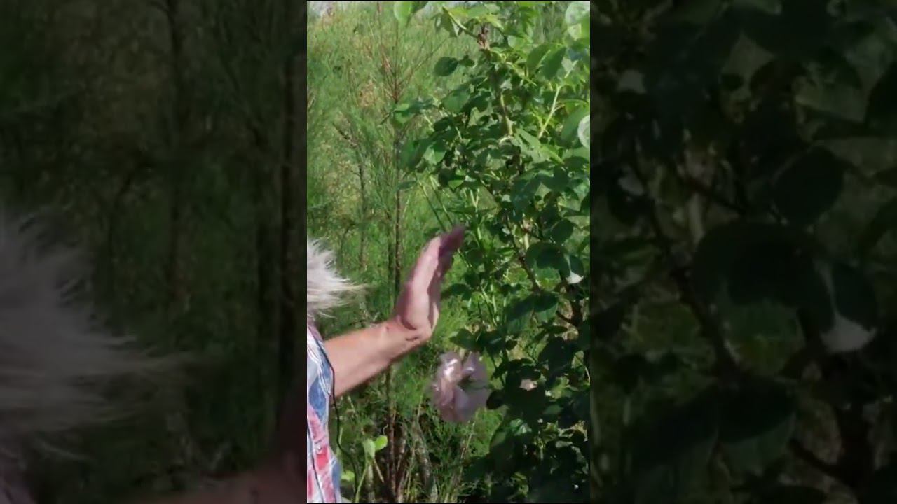 Роза Полька Polka смотреть онлайн