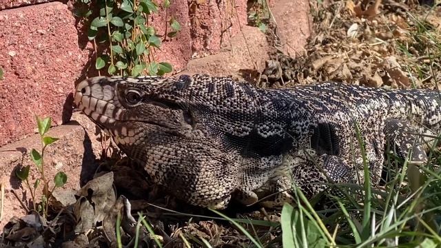 All My Lizards in One Video! смотреть онлайн
