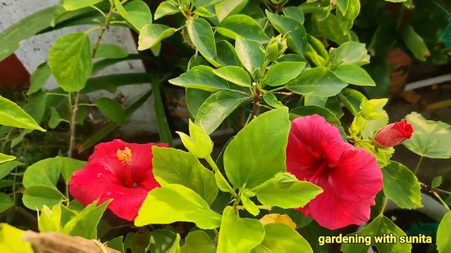 Winter garden preparation 2023 🤔🥺🌿🍄 कैसा दिखता है मेरा गार्डेन 🤔 बिना petunia ,calandula के। смотреть онлайн