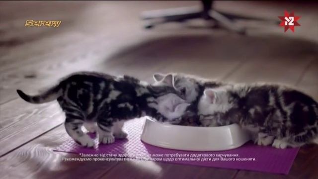 Реклама Вискас для котят/Whiskas (М2, октябрь 2016) смотреть онлайн