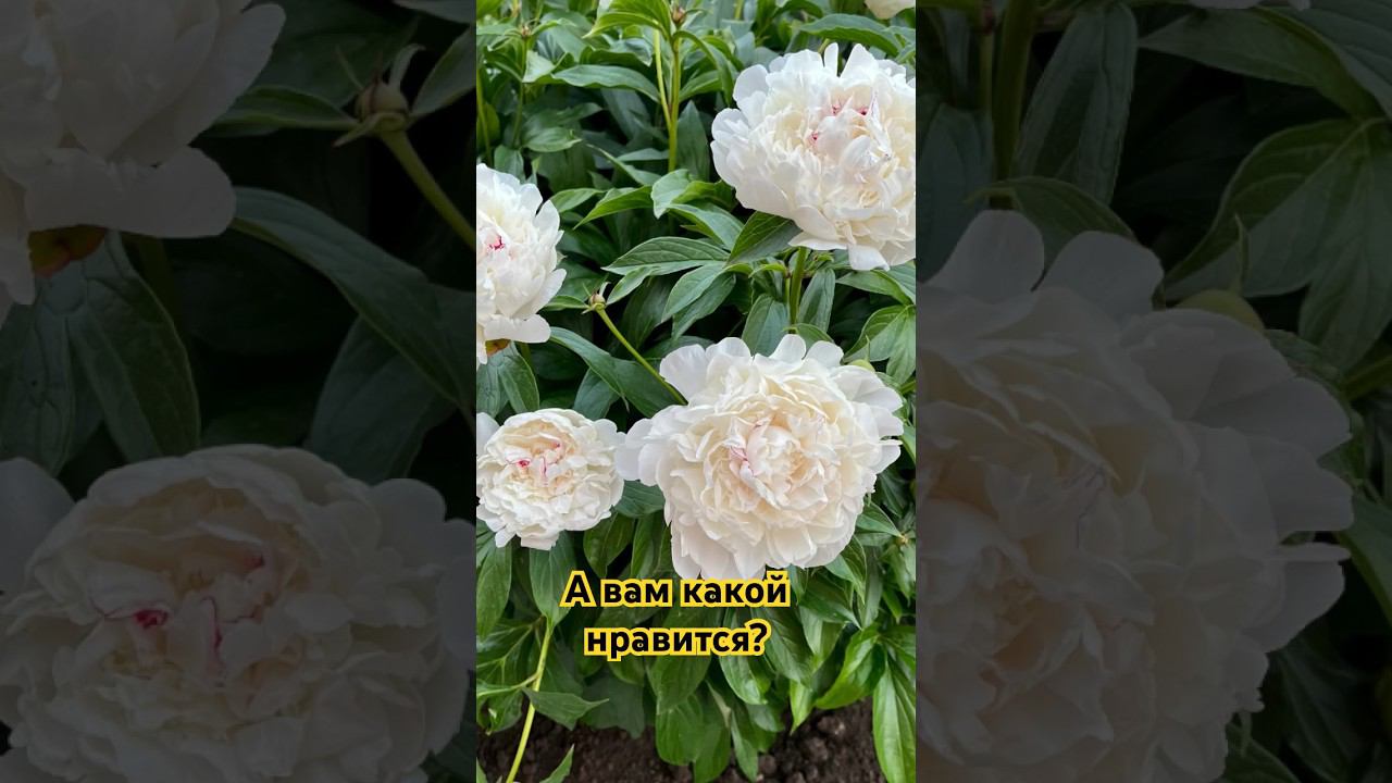 #цветы #пион смотреть онлайн