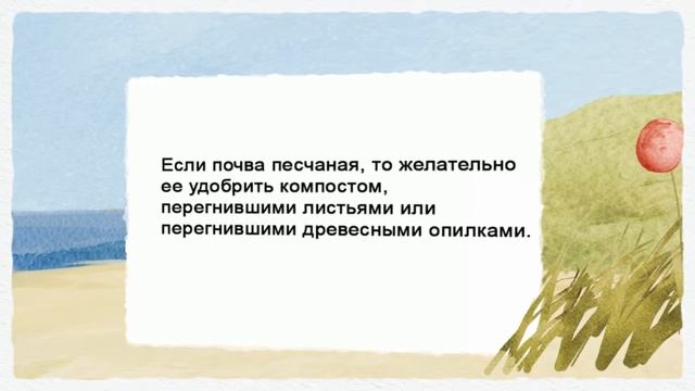 Как часто удобрять газон смотреть онлайн