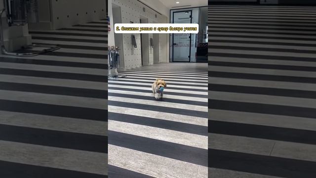 5 причин не покупать Мальтипу от Фулгрим. Наш инстаграм Fulgrim_dogs