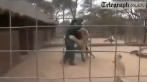 Лев нападает на человека в зоопарке!!!