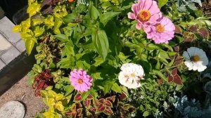 БЕШЕНЫЕ ЦИНИИ ВЫРАСТИТЬ ПРОСТО ! СУПЕР СПОСОБ !