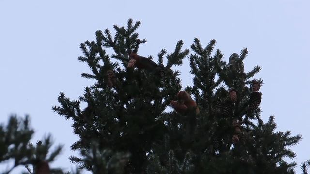 №3106 22.02.2023 Обыкновенные клесты смотреть онлайн