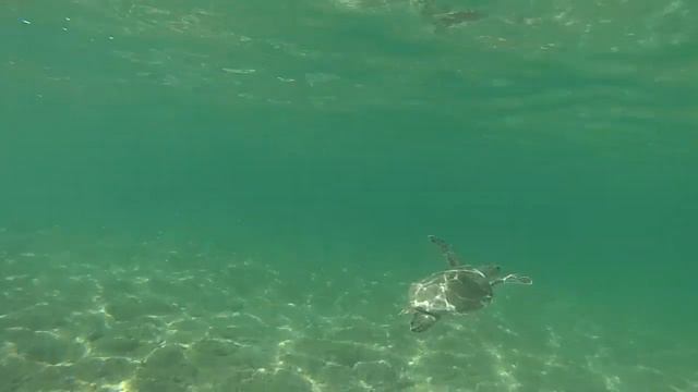 Indijas okeāns AAE смотреть онлайн