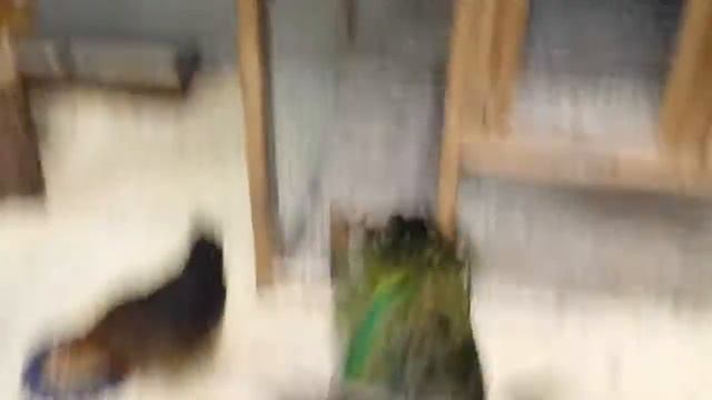 Зооландия-зоопарк смотреть онлайн