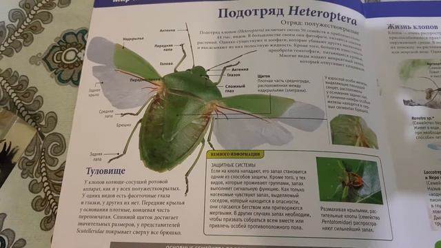 Насекомые и компания выпуск 3 Гетерометрус смотреть онлайн