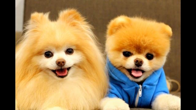 MINIATURE SPITZ - КАРЛИКОВЫЙ ШПИЦ смотреть онлайн